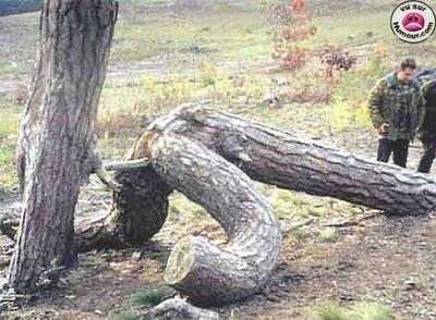 ah hadchi  ltadirou